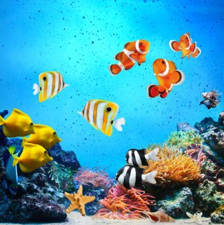 Tropical Fishes - Fondos de pantalla gratis para iPad Air