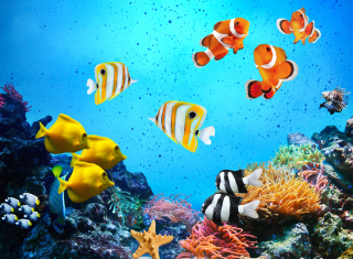 Free Tropical Fishes Picture for Android, iPhone and iPad
