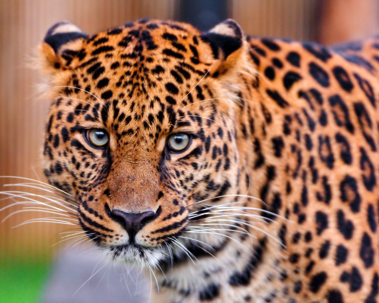 Fondo de pantalla Leopard, National Geographic 1280x1024