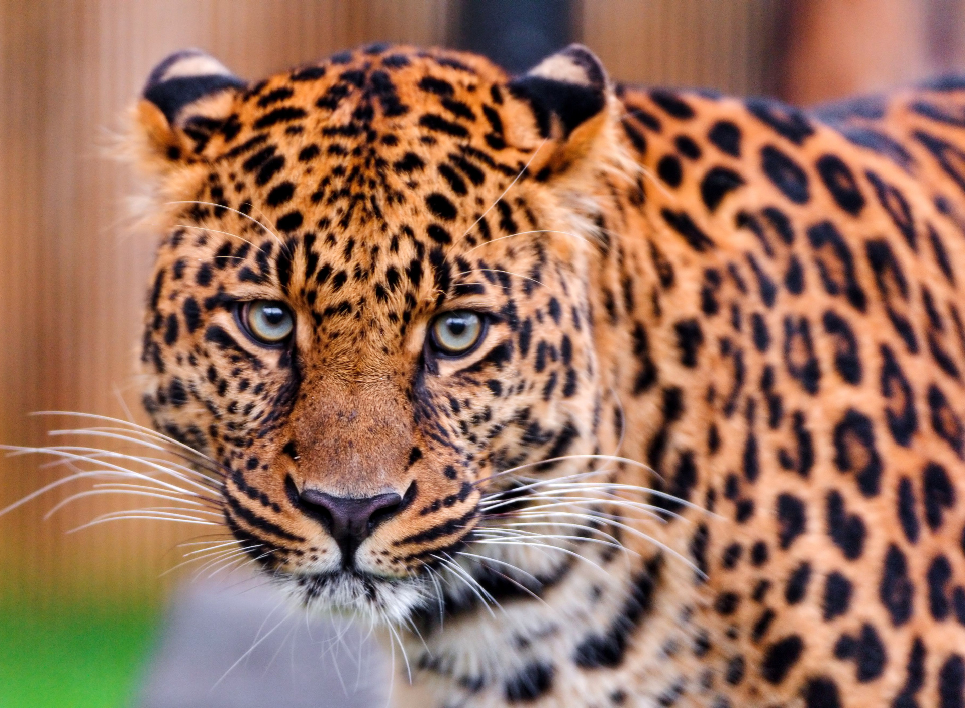 Leopard, National Geographic wallpaper 1920x1408