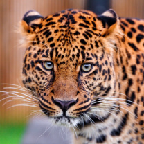 Fondo de pantalla Leopard, National Geographic 208x208