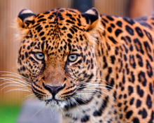 Leopard, National Geographic wallpaper 220x176