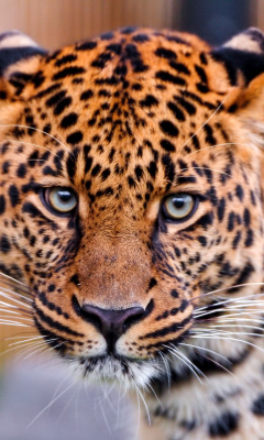 Sfondi Leopard, National Geographic 240x400