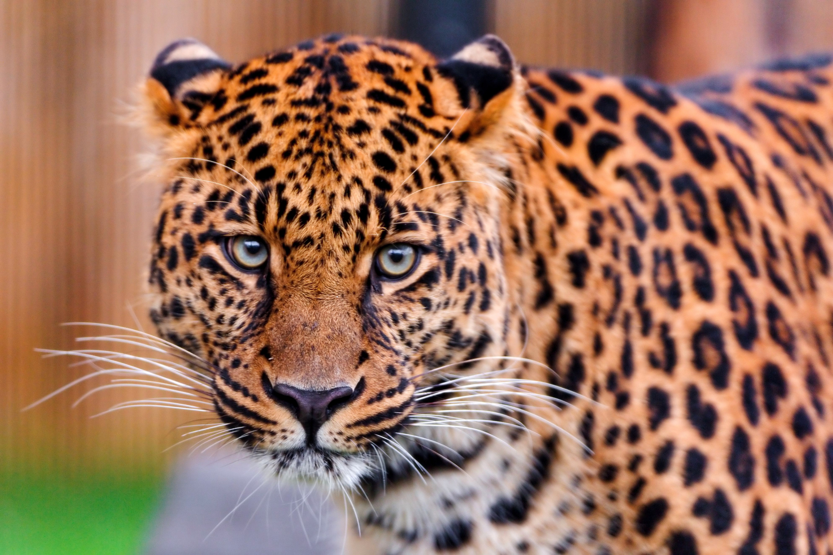 Fondo de pantalla Leopard, National Geographic 2880x1920