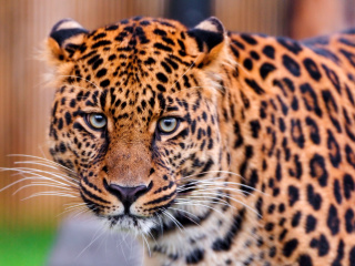 Leopard, National Geographic wallpaper 320x240