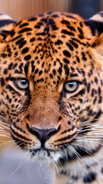 Fondo de pantalla Leopard, National Geographic 360x640