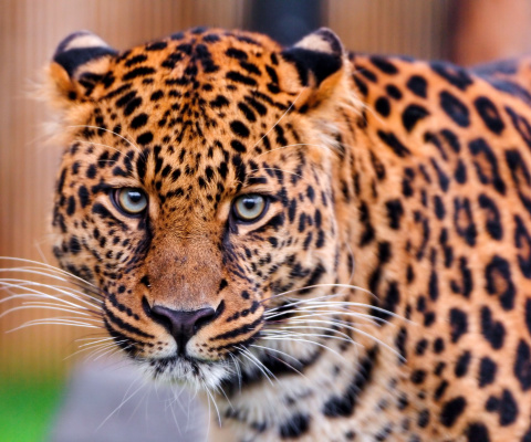 Screenshot №1 pro téma Leopard, National Geographic 480x400