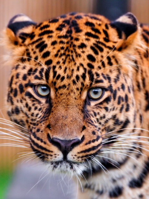 Screenshot №1 pro téma Leopard, National Geographic 480x640