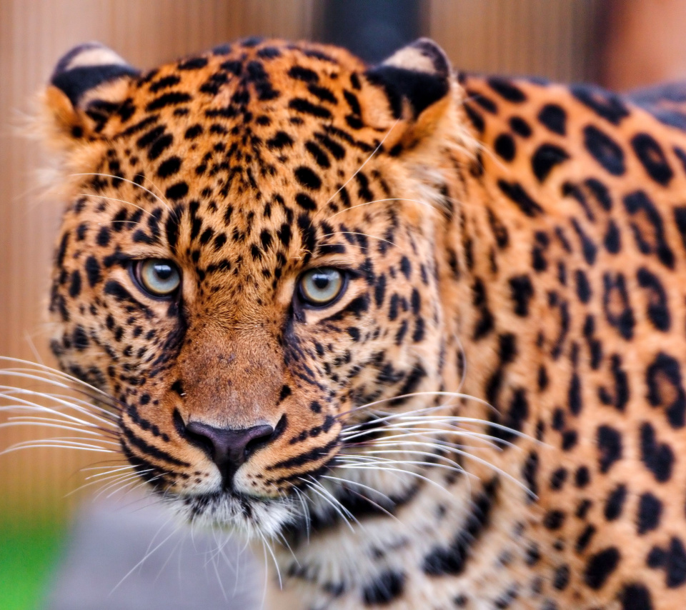 Leopard, National Geographic wallpaper 960x854