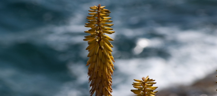 Macro HD Plant screenshot #1 720x320