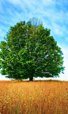 Tree In Field screenshot #1 240x400