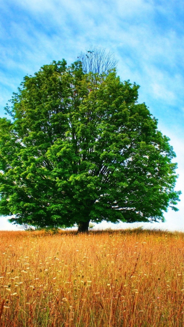 Das Tree In Field Wallpaper 640x1136