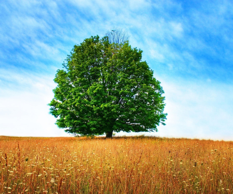 Обои Tree In Field 960x800