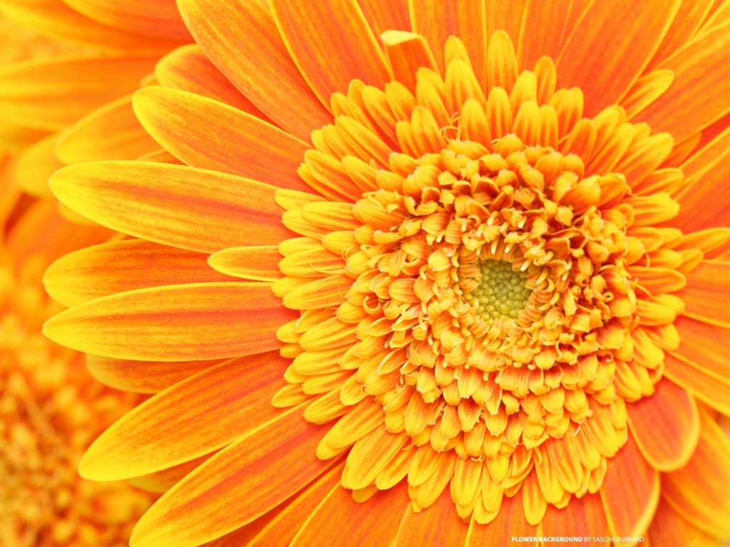 Closeup Orange Flower wallpaper 1024x768