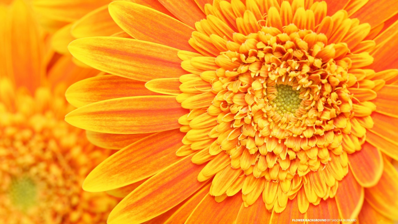 Closeup Orange Flower wallpaper 1280x720