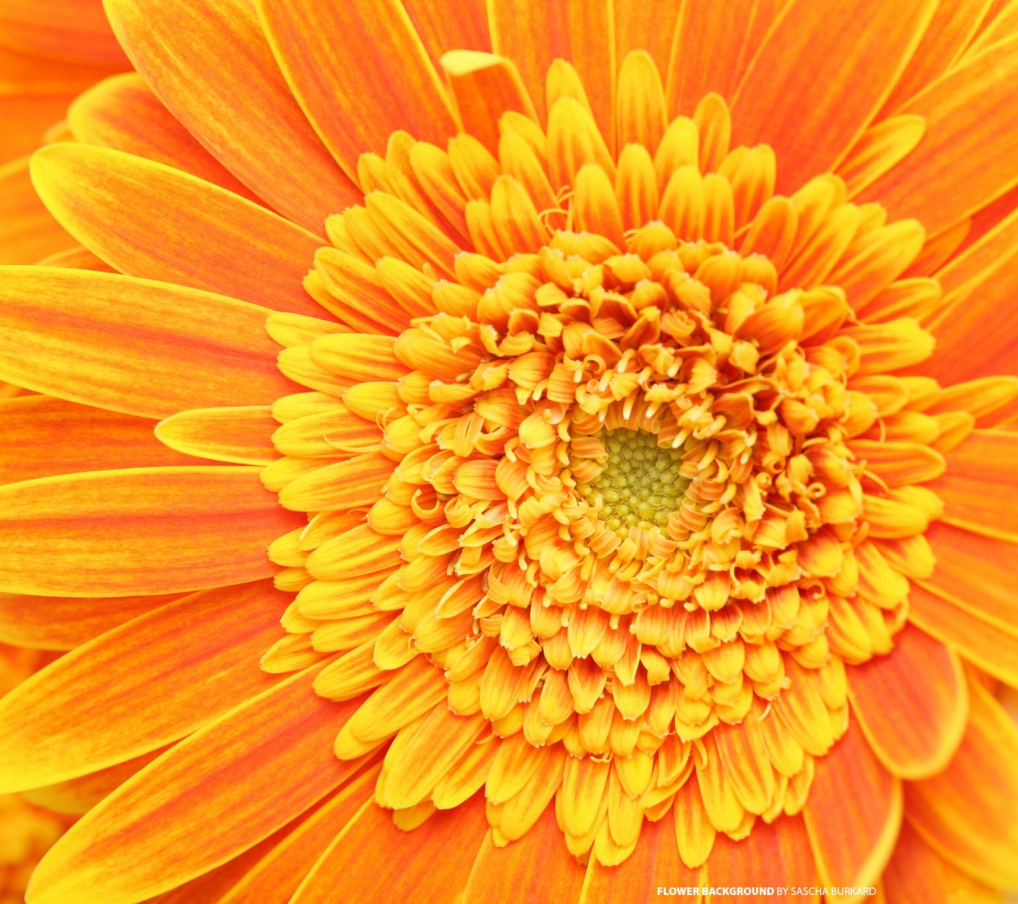 Closeup Orange Flower screenshot #1 1440x1280