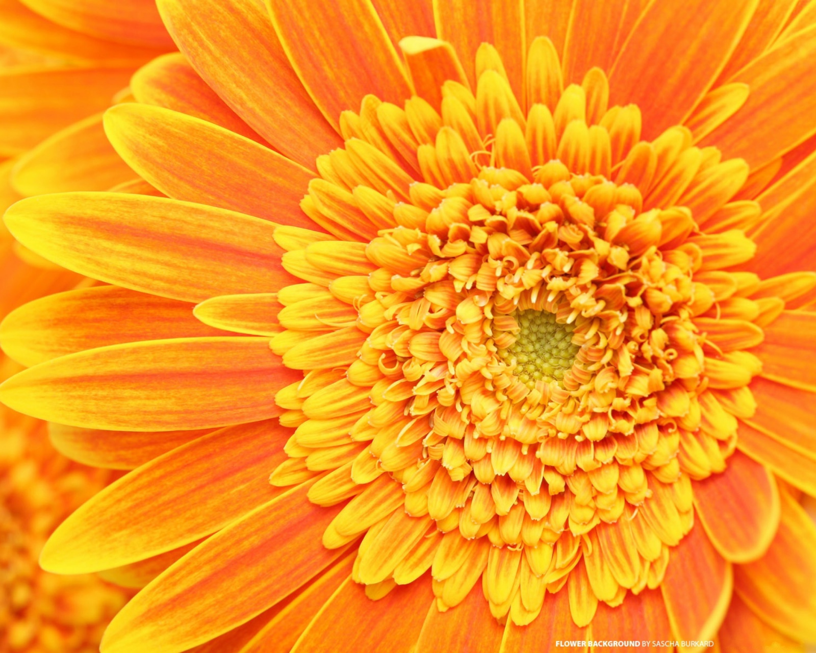 Closeup Orange Flower screenshot #1 1600x1280