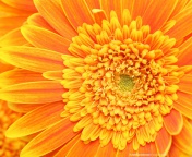 Das Closeup Orange Flower Wallpaper 176x144
