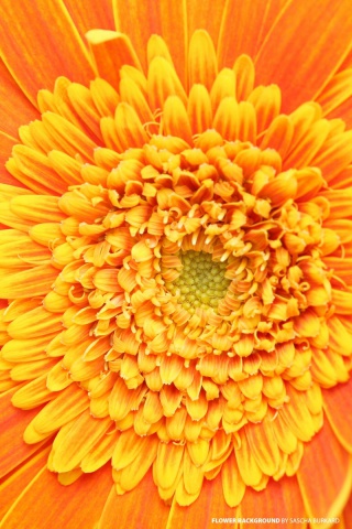 Closeup Orange Flower wallpaper 320x480