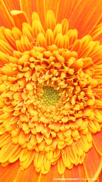 Das Closeup Orange Flower Wallpaper 360x640