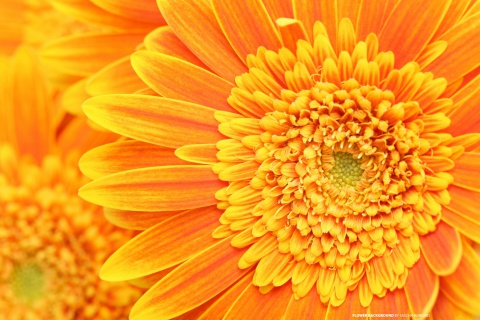 Closeup Orange Flower wallpaper 480x320