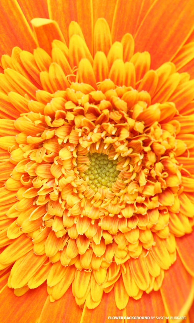 Fondo de pantalla Closeup Orange Flower 768x1280