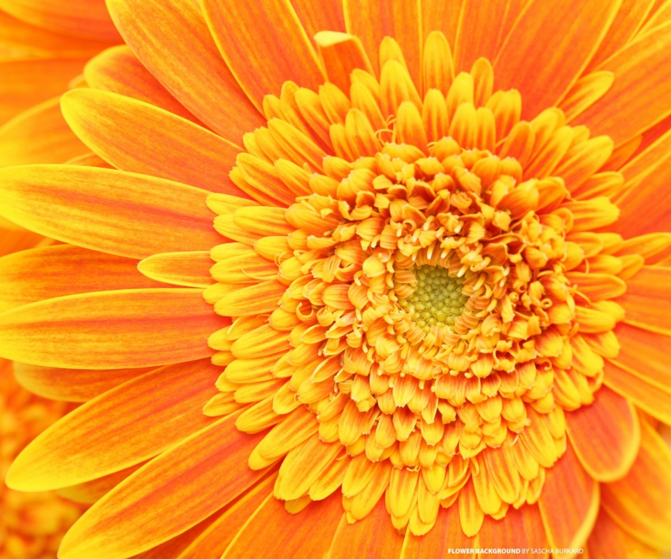 Fondo de pantalla Closeup Orange Flower 960x800