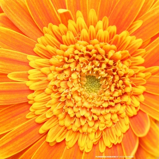 Kostenloses Closeup Orange Flower Wallpaper für iPad