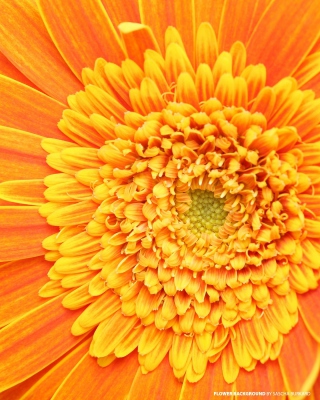 Closeup Orange Flower Picture for 240x320
