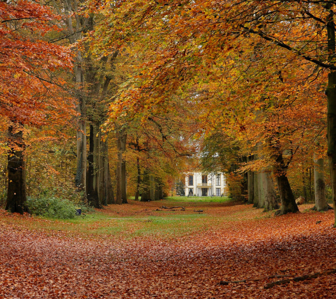 Das Autumn Forest Wallpaper 1080x960