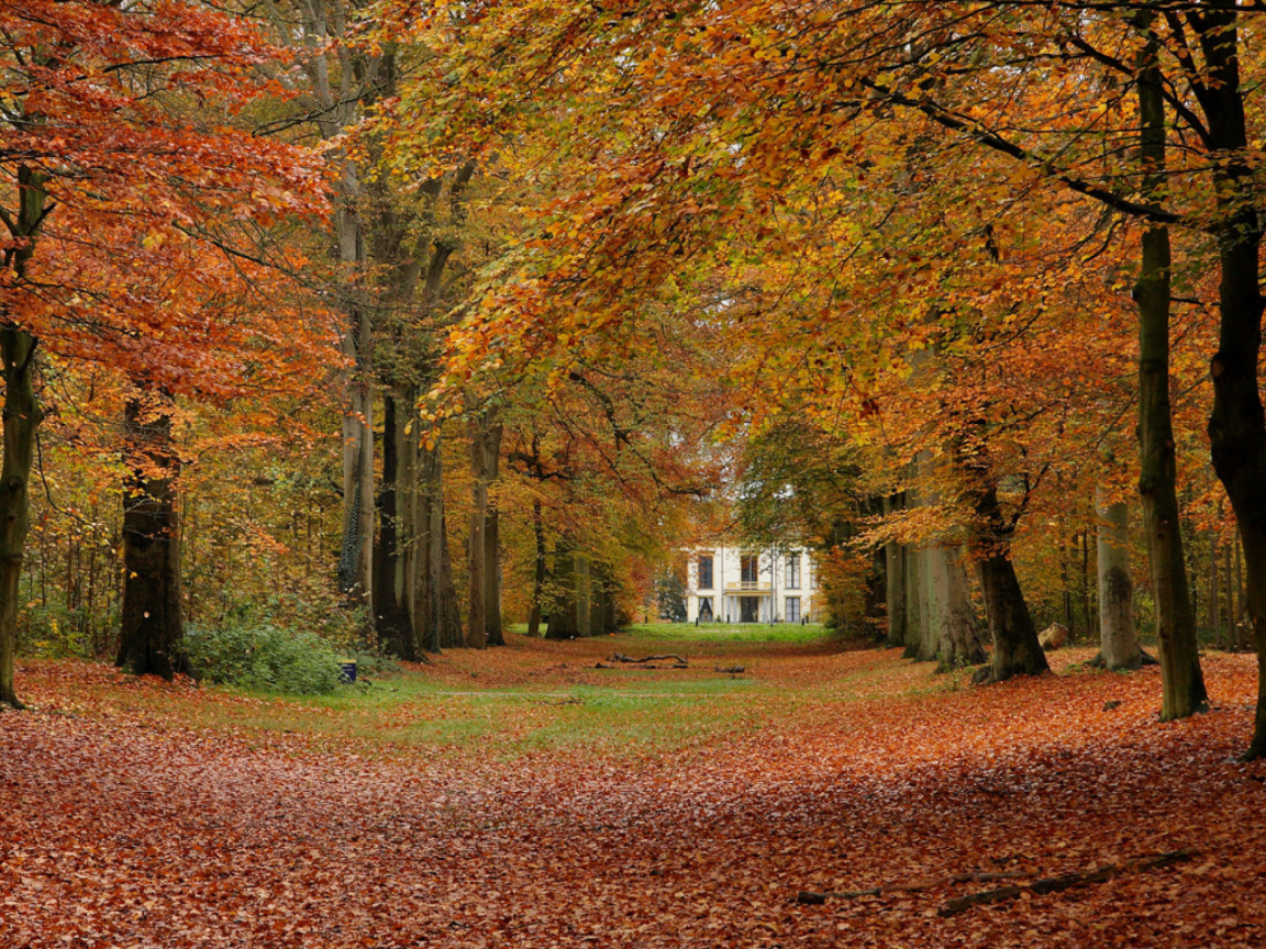 Das Autumn Forest Wallpaper 1152x864