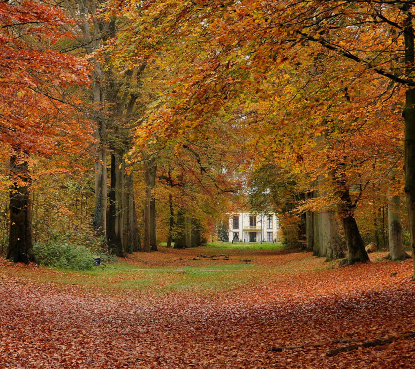 Das Autumn Forest Wallpaper 1440x1280