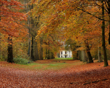 Autumn Forest screenshot #1 220x176