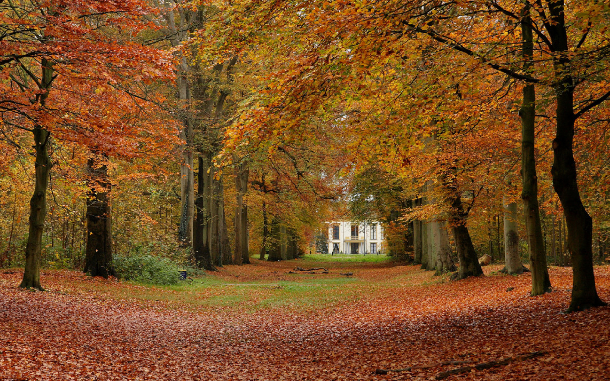 Autumn Forest wallpaper 2560x1600