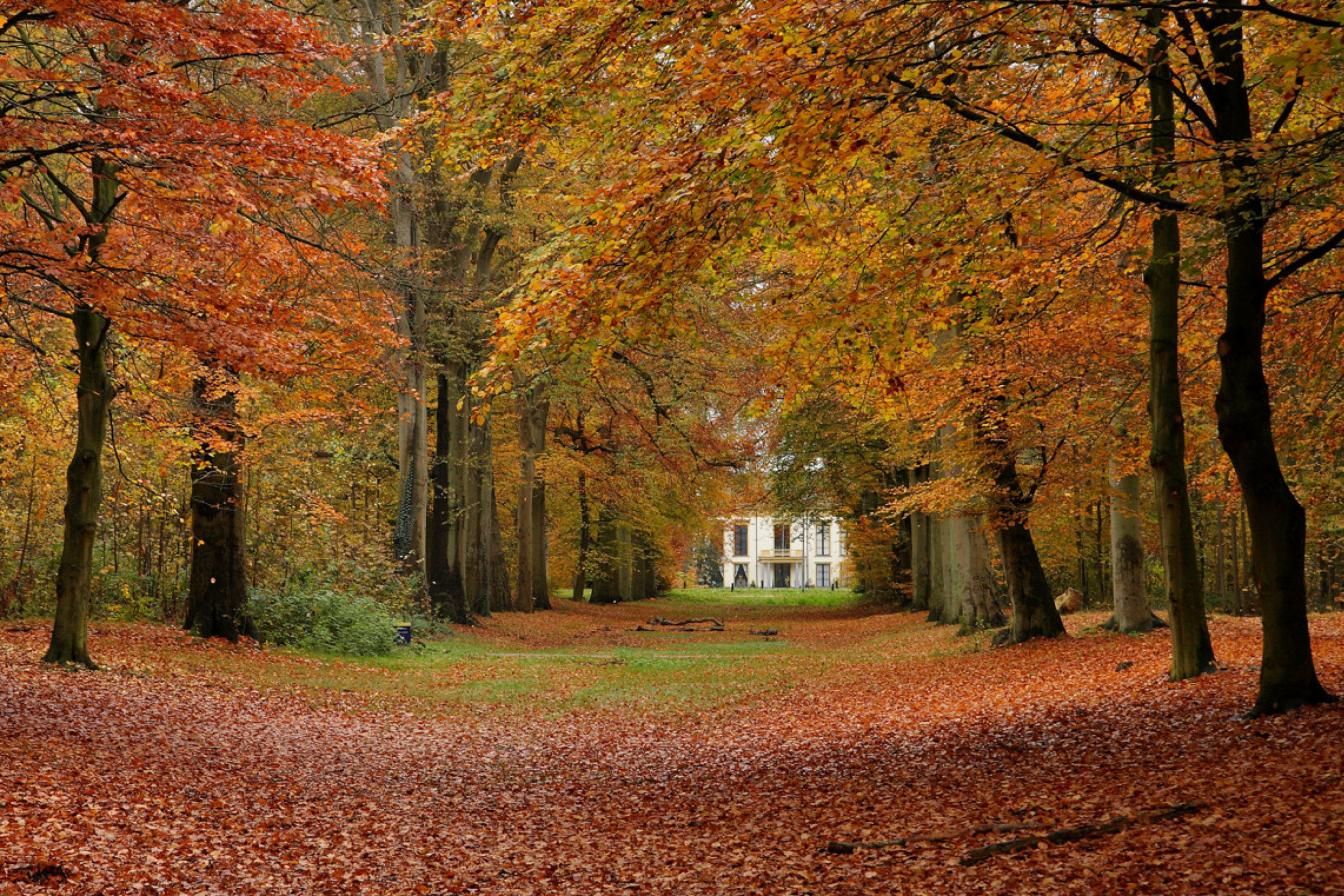 Das Autumn Forest Wallpaper 2880x1920