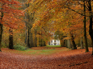 Das Autumn Forest Wallpaper 320x240
