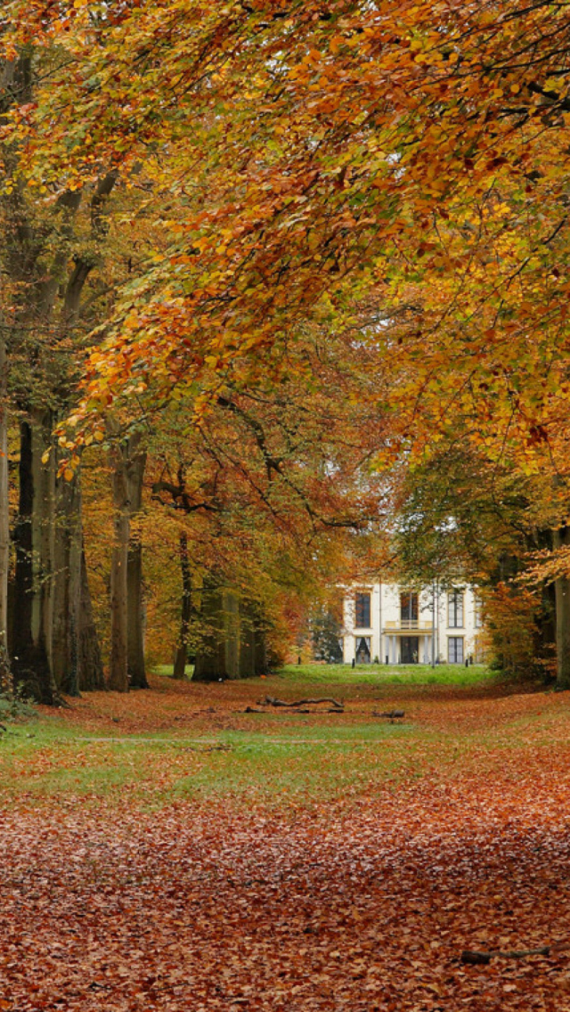 Das Autumn Forest Wallpaper 640x1136
