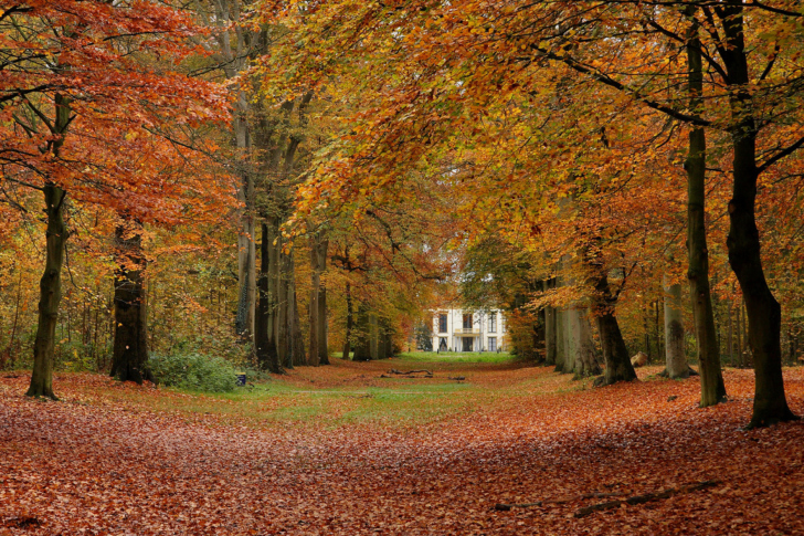 Das Autumn Forest Wallpaper