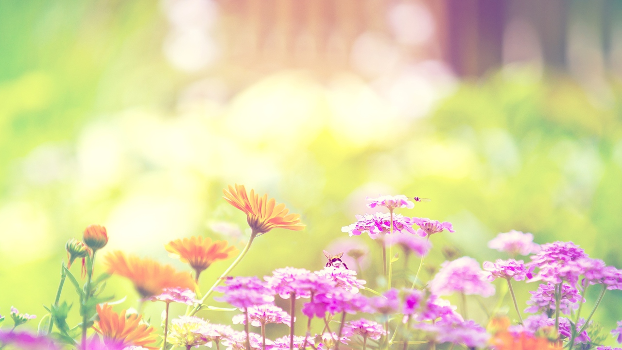 Marigold Lilac Purple Flowers wallpaper 1280x720