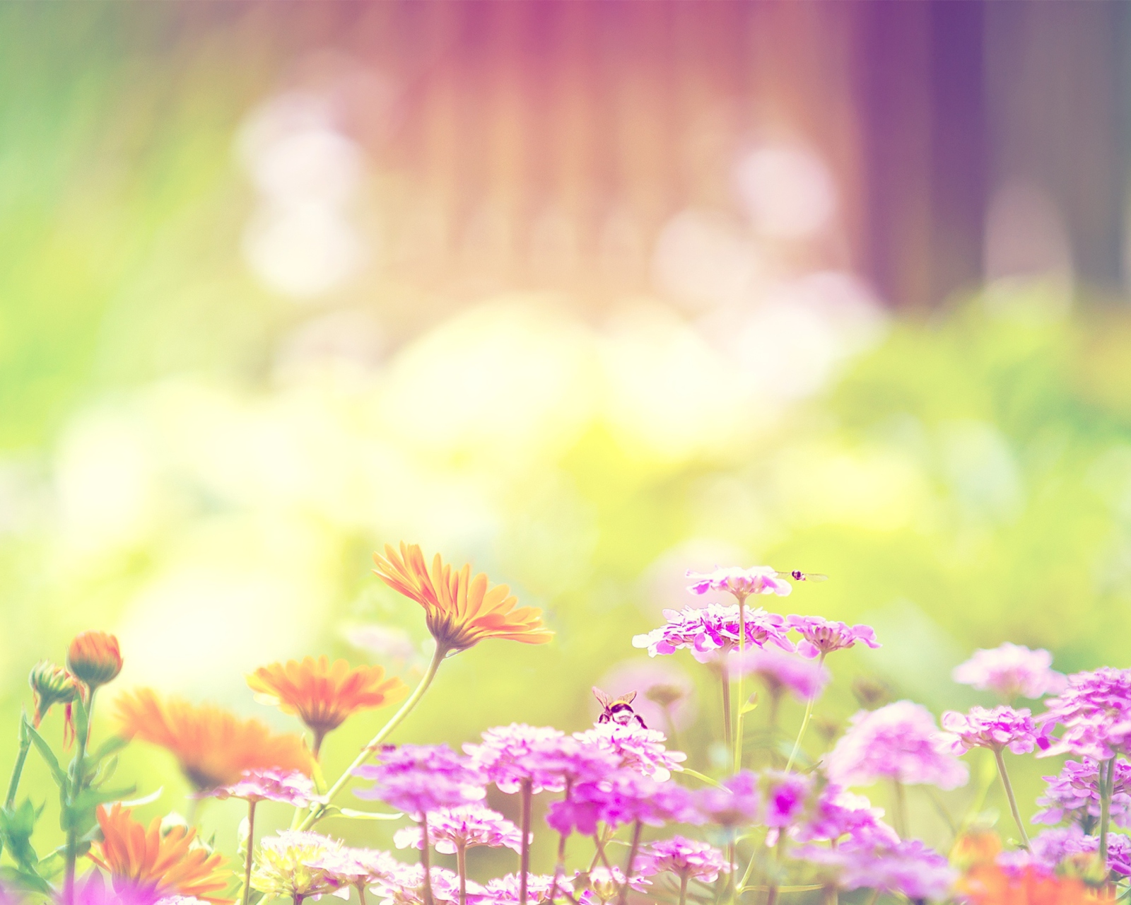 Marigold Lilac Purple Flowers screenshot #1 1600x1280