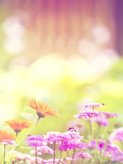 Screenshot №1 pro téma Marigold Lilac Purple Flowers 240x320