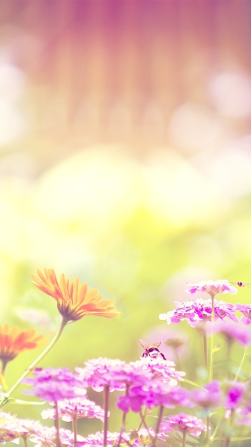 Marigold Lilac Purple Flowers screenshot #1 360x640