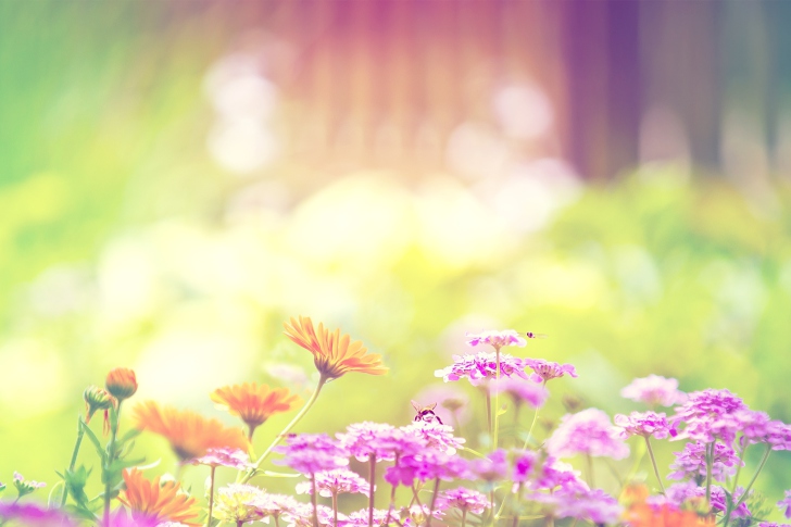 Marigold Lilac Purple Flowers wallpaper