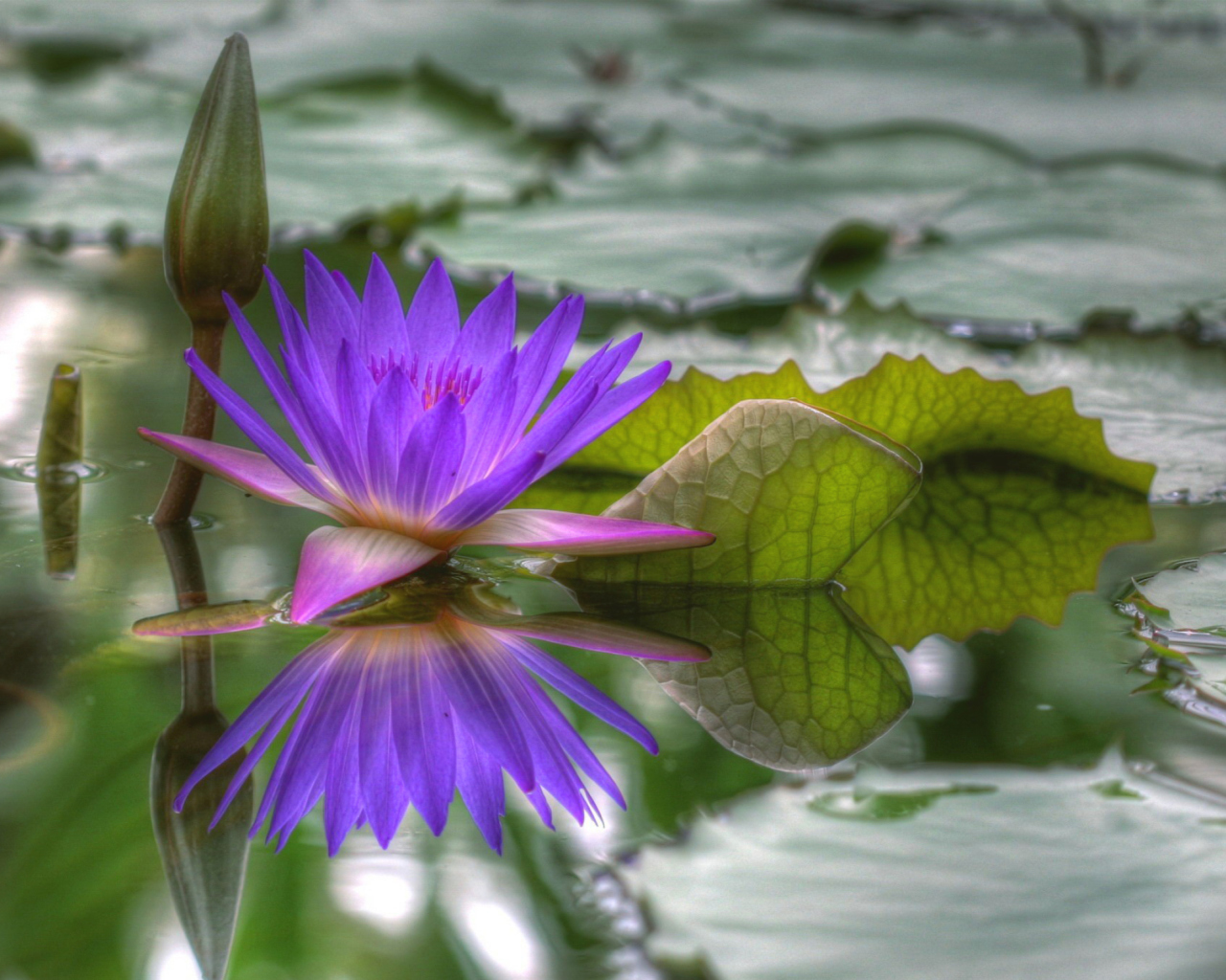 Обои Purple Hd Lotus 1280x1024