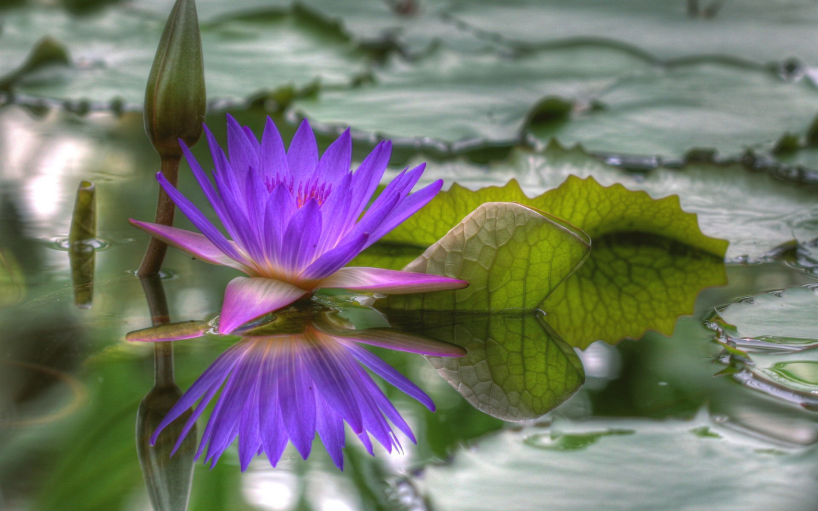 Purple Hd Lotus wallpaper 1680x1050