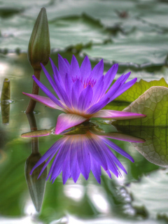 Purple Hd Lotus wallpaper 240x320