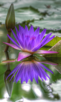 Sfondi Purple Hd Lotus 240x400