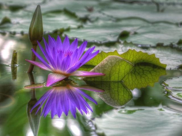Purple Hd Lotus screenshot #1 640x480