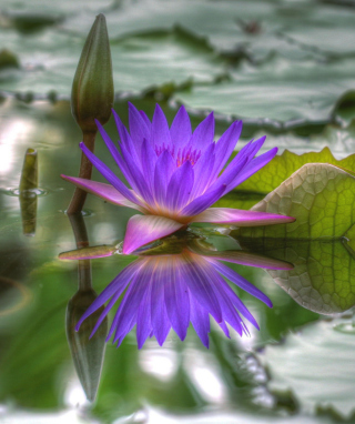 Purple Hd Lotus - Obrázkek zdarma pro 320x480