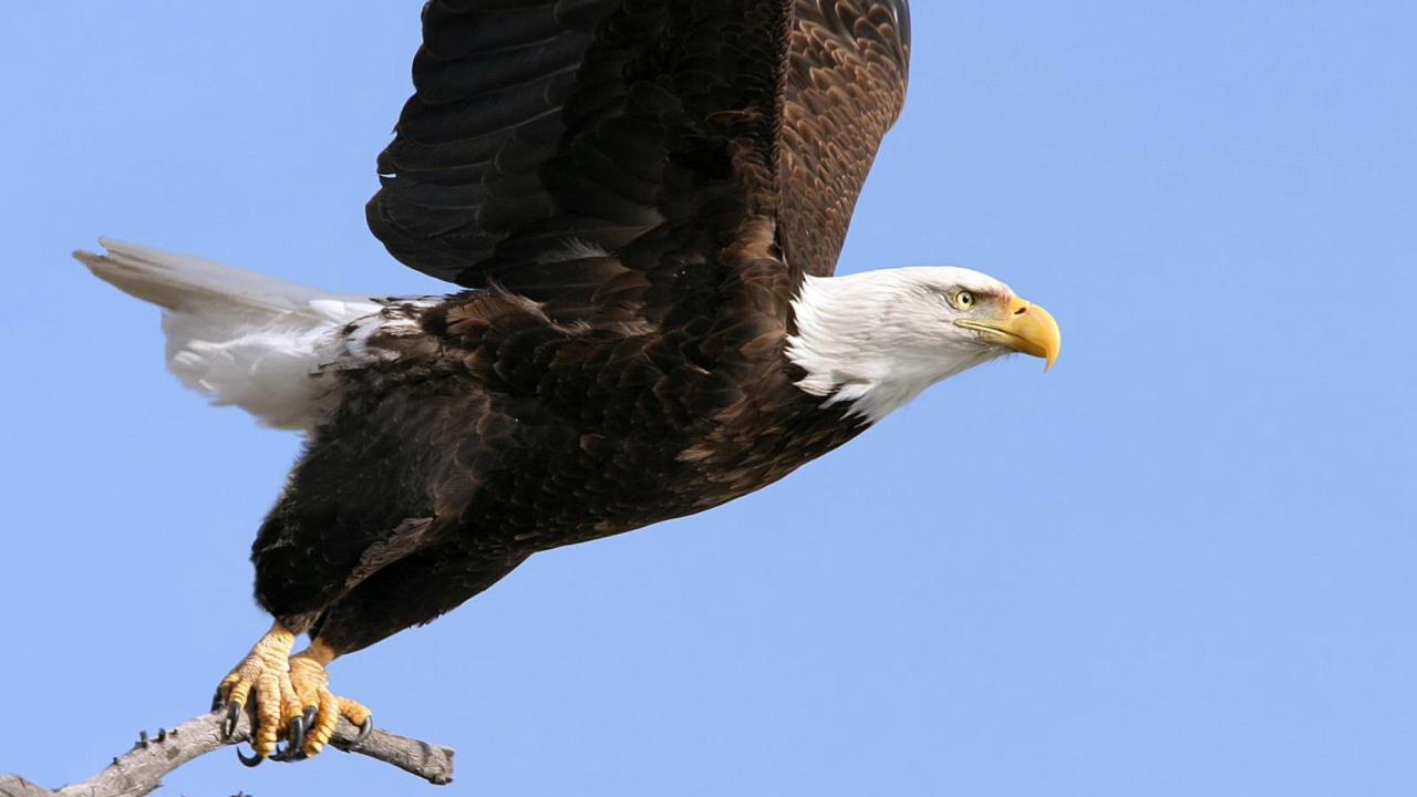 Обои Eagle With Branch 1280x720